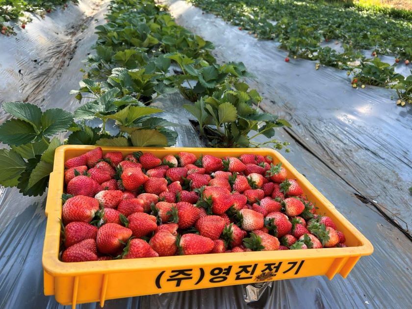 Top 5 Nông Trại Dâu Tây Hot Nhất Mộc Châu 2025